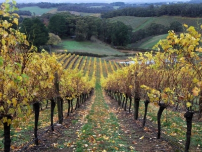 Que signifie la mention « vieille vigne » ?