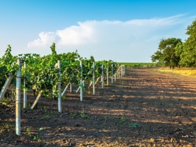 Soils and grape varieties: the best combinations